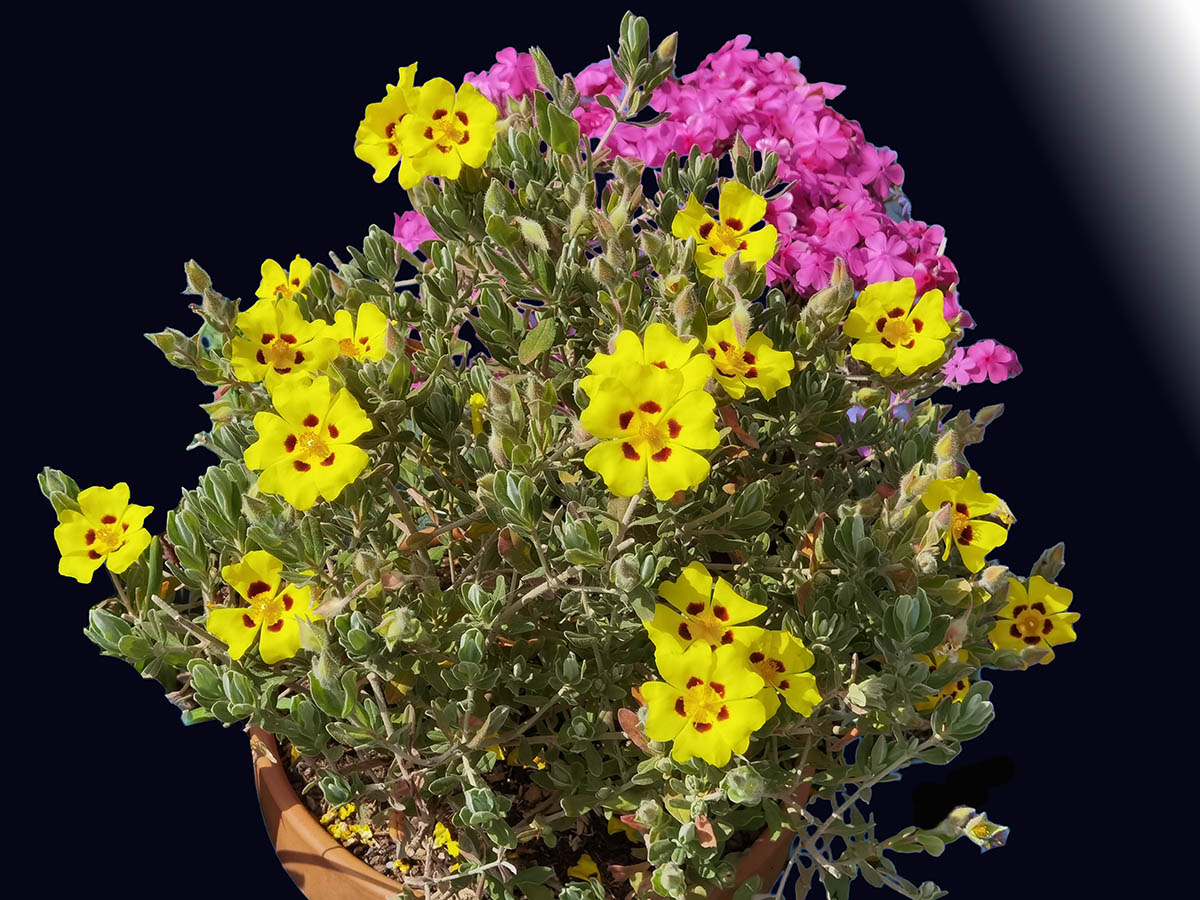 Halimium lasianthum ‘Formosum’